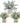 "Set of Three Mini Potted Artificial Eucalyptus Plants - Ideal for Enhancing Home, Office, Desk, or Farmhouse Room Decor" - Premium  from Prestige Home Accents - Just $36.07! Shop now at Prestige Home Accents